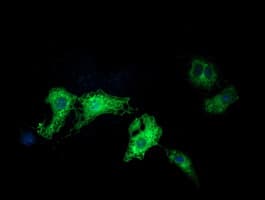 BCAP / PIK3AP1 Antibody (clone OTI7A12)