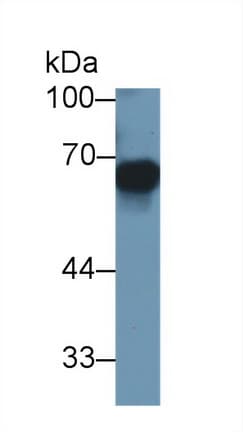 MMP3 Antibody (APC)