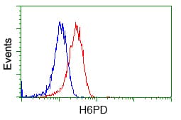 H6PD / G6PDH Antibody (clone OTI2A7)