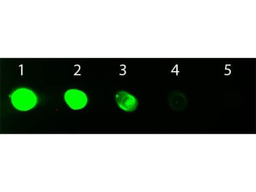 Polyclonal Goat Anti-Rat IgG Fc Secondary Antibody (FITC, IF)