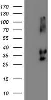 NPTN / SDR1 Antibody (clone OTI2D4)