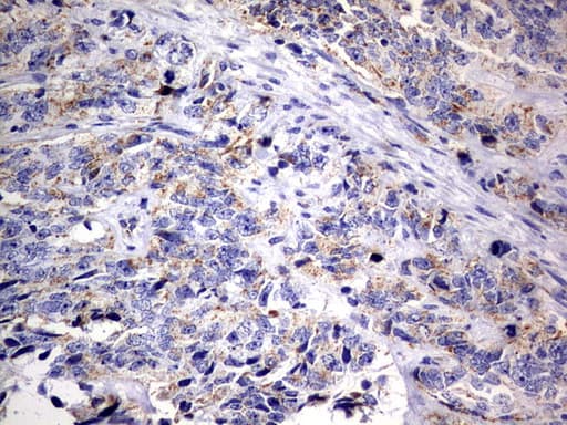 DAP3 Antibody (aa161-398, clone OTI1B12)