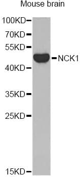NCK1 / NCK Antibody