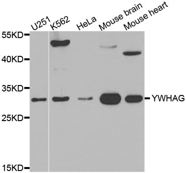 YWHAG / 14-3-3 Gamma Antibody