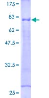 Human TNFRSF1A / TNFR1 Protein (Recombinant GST, N-terminus)