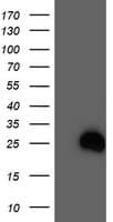 RHOD Antibody (clone OTI2F7, Carrier-free)