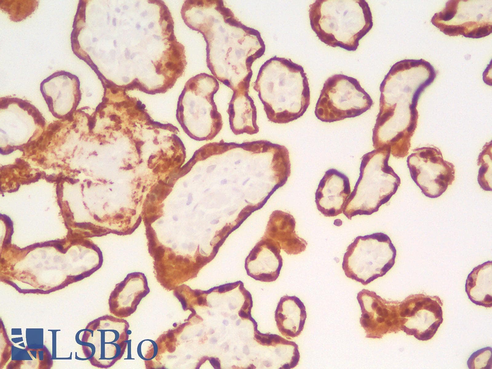 PathPlus™ ANXA1 / Annexin A1 Antibody (Concentrated)