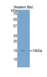 INHBC Antibody (aa237-352, Biotin)