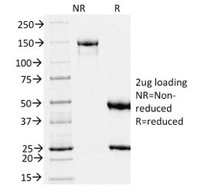 PMEL / SILV / gp100 Antibody (clone PMEL/2039, Azide-free, BSA-free)