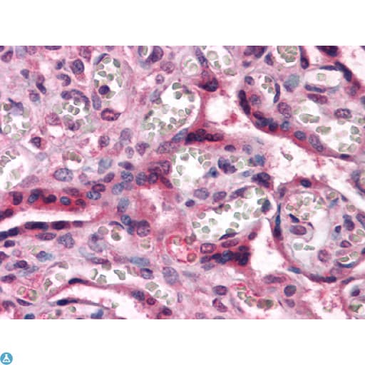 CTNNB1 / Beta Catenin Antibody