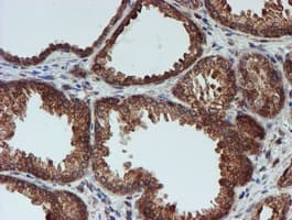 CRYZL1 Antibody (clone OTI2F9)