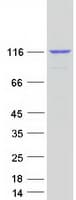 Human RASA1 Protein (Recombinant Myc-DDK (Flag))