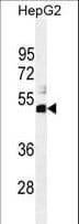 SPDYE1 Antibody (aa242-271)