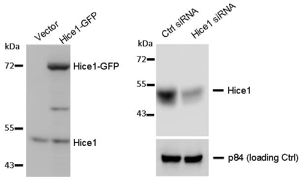 HAUS8 Antibody (aa166-360)