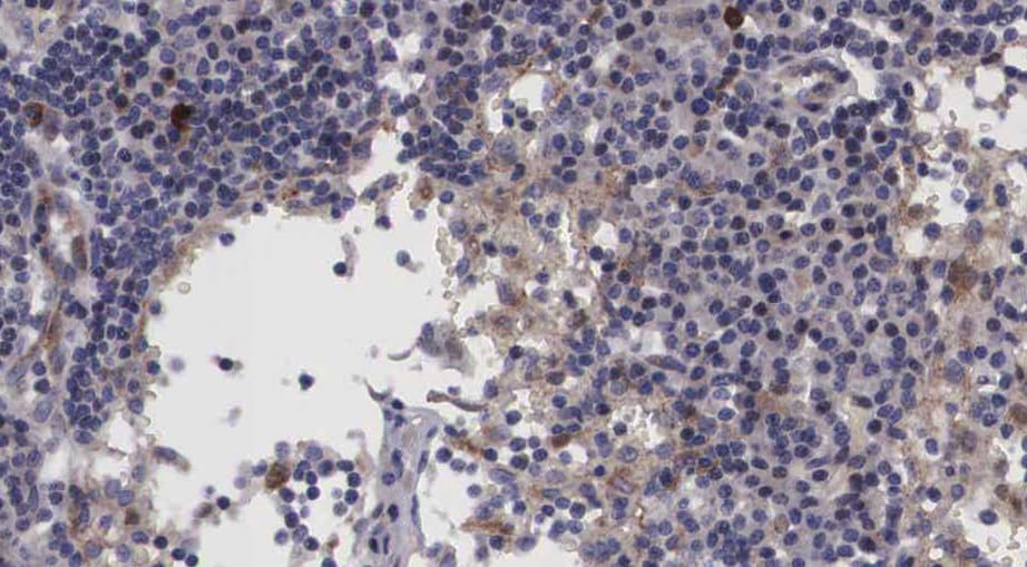 LASS4 Antibody