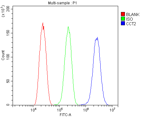 CCT2 / CCT Beta Antibody