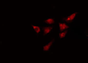 KIF4A Antibody