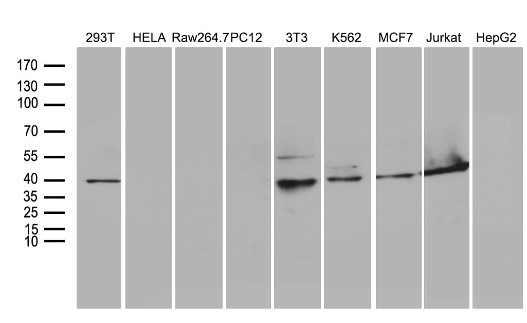 WDR77 / MEP50 Antibody (aa1-250, clone OTI5H9)