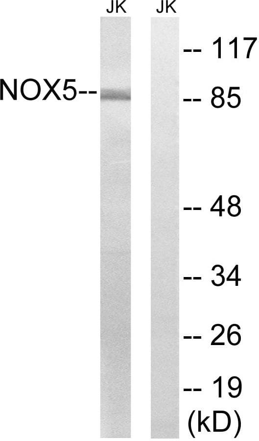 NOX5 Antibody