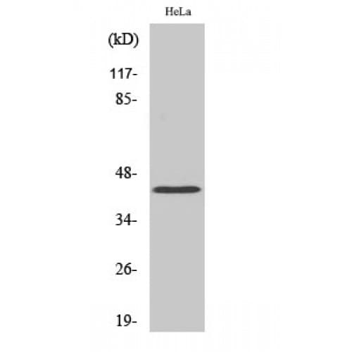 EAR2 / NR2F6 Antibody (30-110 aa, N-terminal)