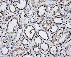 CYP1A2 Antibody (clone OTI15E2)