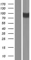 SCNN1A / ENaC Alpha Protein (Over-Expression Lysate Myc-DDK (Flag))