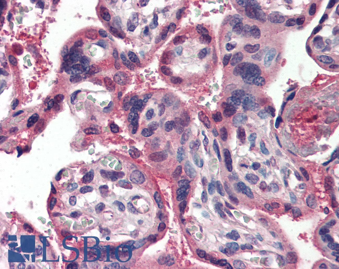 IHC-plus™ RETN / Resistin Antibody