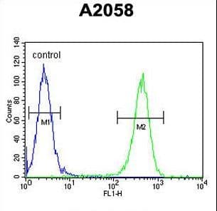 GFPT2 Antibody (aa175-201)
