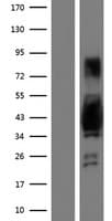 AKAP7 Protein (Over-Expression Lysate Myc-DDK (Flag))