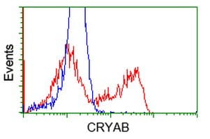 CRYAB / Alpha B Crystallin Antibody (clone OTI3C2)