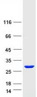 Human SDCBP2 / Syntenin 2 Protein (Recombinant Myc-DDK (Flag))