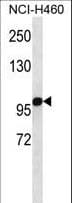 OGDH Antibody (aa381-410)