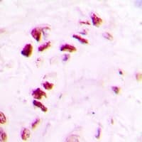 Polyclonal Rabbit anti-Human HIST3H3 Antibody (IHC, IF, WB)