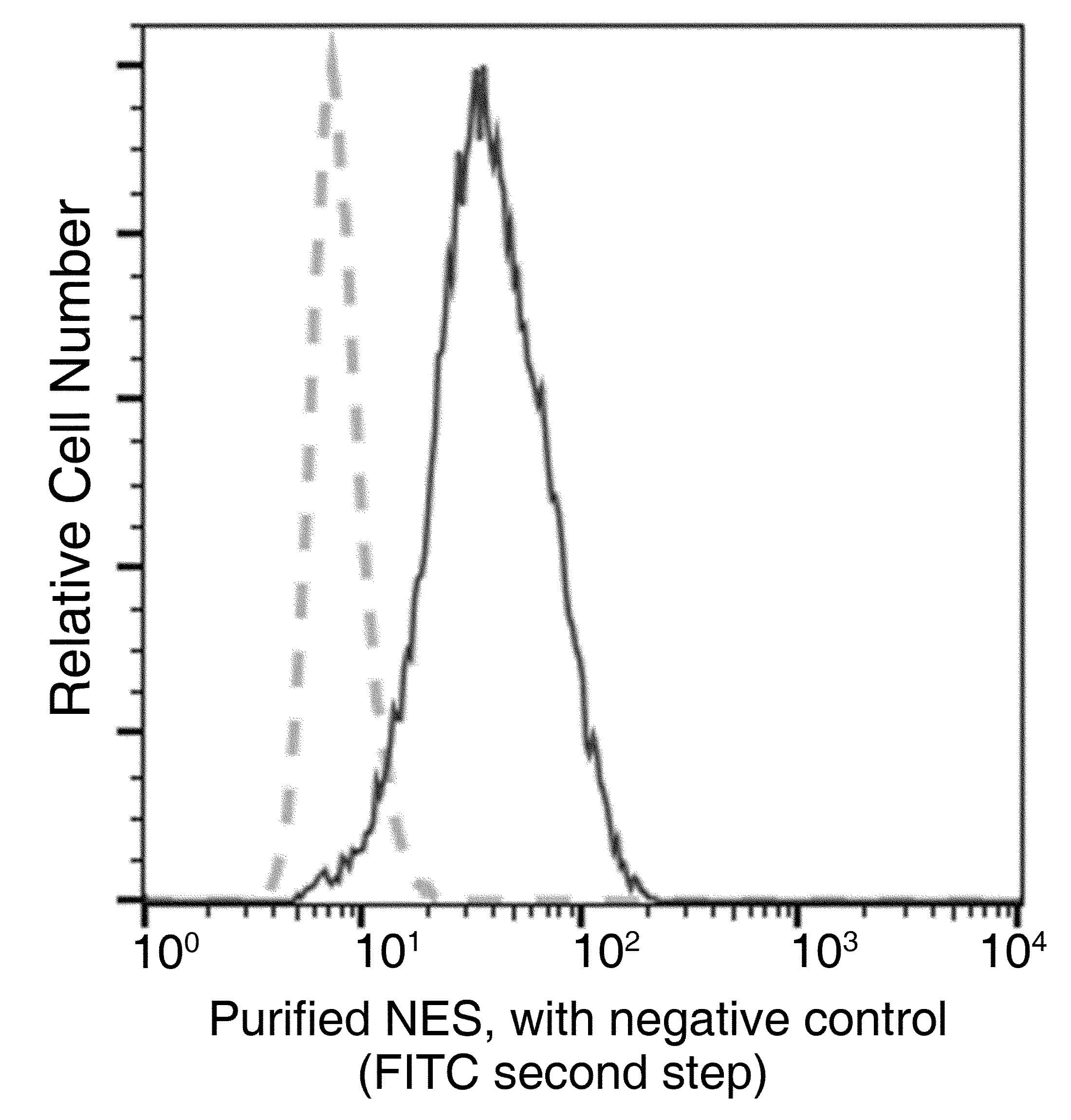 NES / Nestin Antibody (clone 11, Preservative Free)