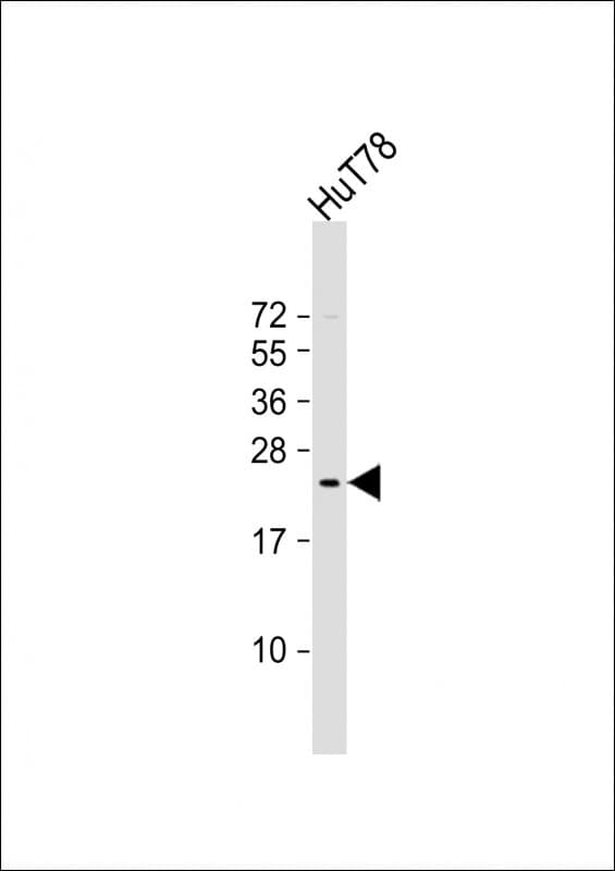 Polyclonal Rabbit anti-Human BATF3 Antibody (aa58-89, WB)