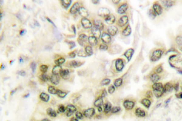 HDAC1 Antibody (Glu468)