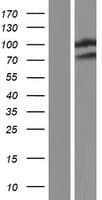 WWP2 Protein (Over-Expression Lysate Myc-DDK (Flag))