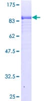 Human BAG4 / SODD Protein (Recombinant GST)
