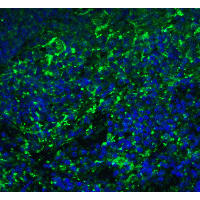 IHC-plus™ Polyclonal Rabbit anti-Human ARR3 / Cone Arrestin Antibody (IHC, IF, WB)