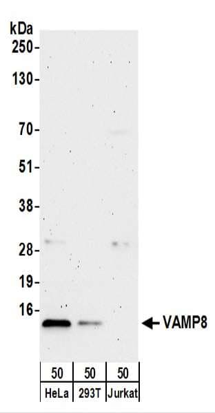 VAMP8 / VAMP-8 Antibody (aa1-50)