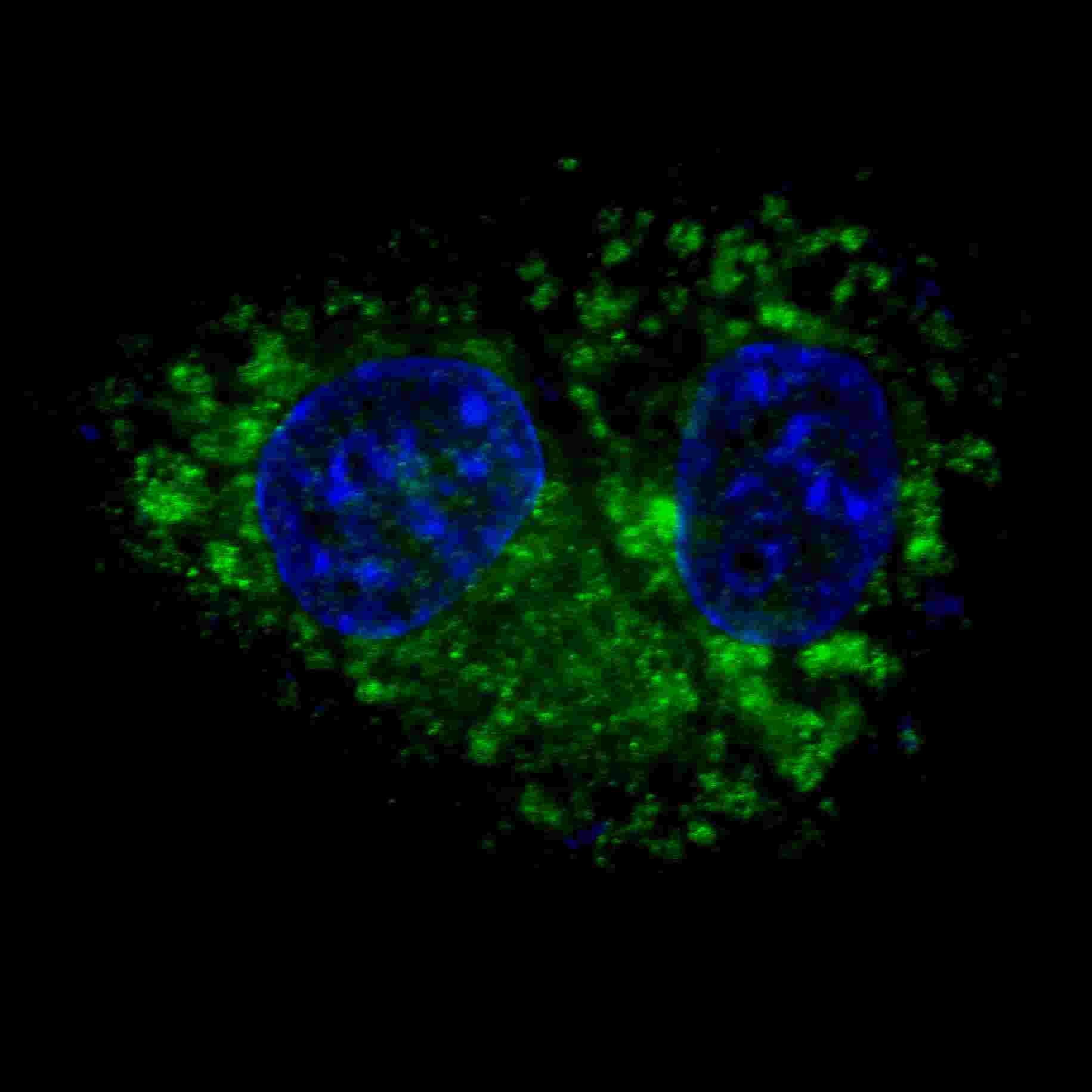 ALDH1A1 / ALDH1 Antibody