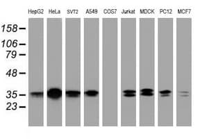JUN / c-Jun Antibody (clone OTI2A4)