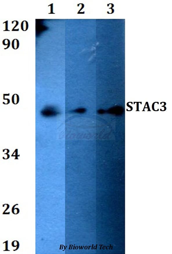 STAC3 Antibody