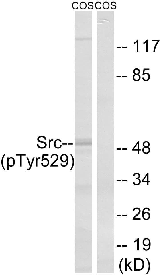 SRC Antibody (phospho-Tyr529)