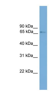 Polyclonal Rabbit anti-Mouse PROX2 Antibody (N-Terminus, WB)
