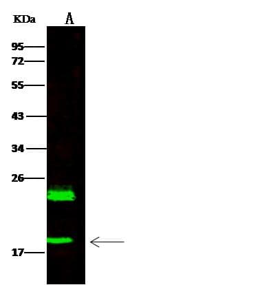 HSPB7 / CvHSP Antibody (Preservative Free)
