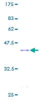 Human MYCBP Protein (Recombinant GST)