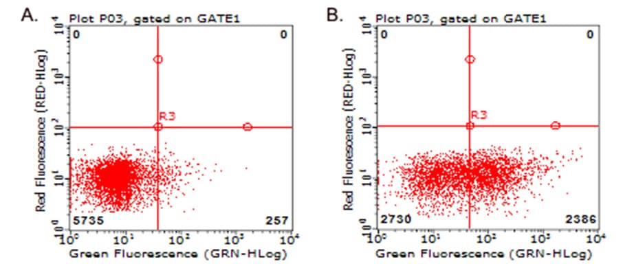 Monoclonal Mouse anti-Human TNFRSF4 / CD134 / OX40 Antibody (clone OTI2F12A2, WB)