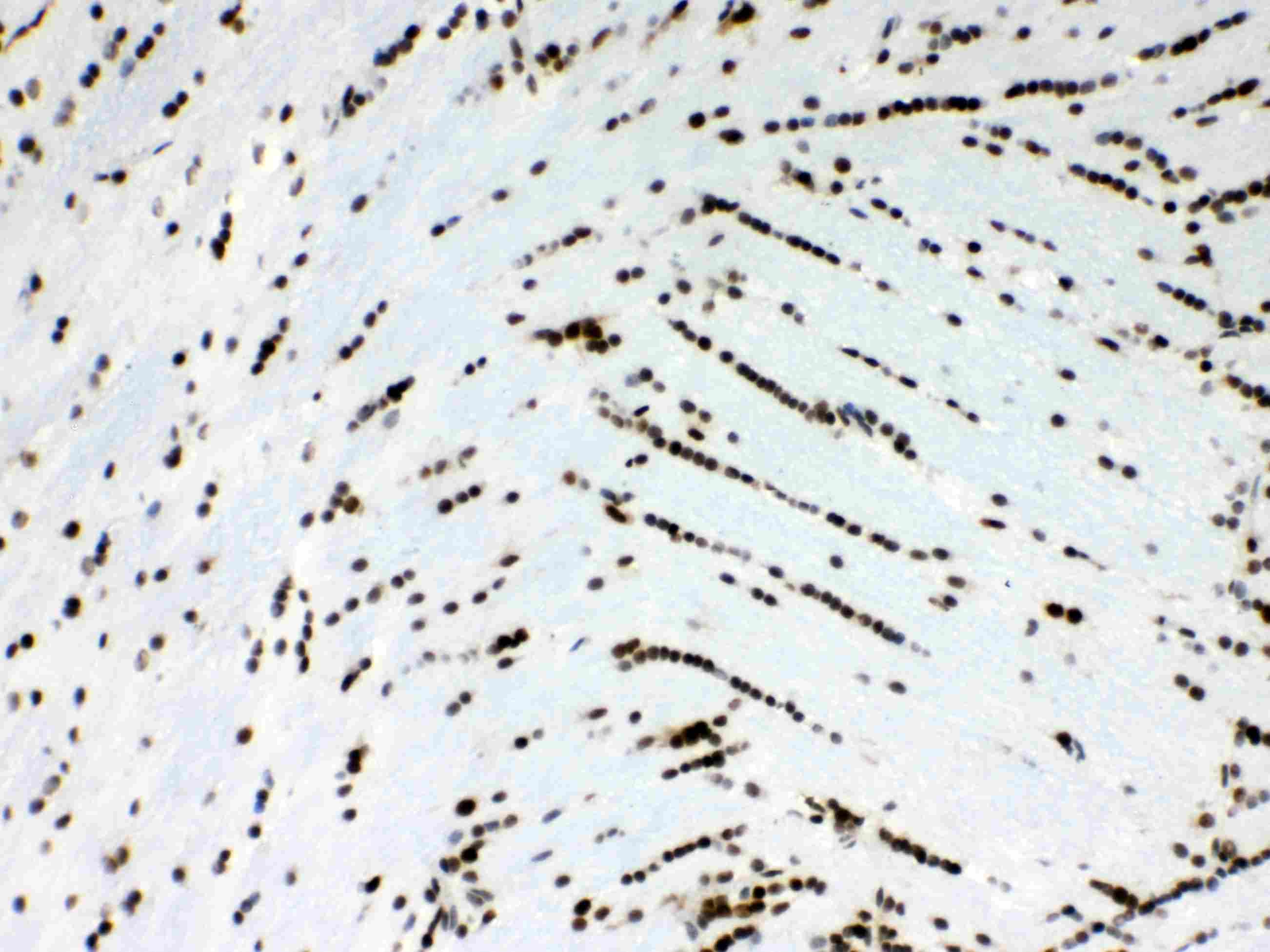 Polyclonal Rabbit anti-Human MSI1 / Musashi 1 Antibody (IHC, WB)