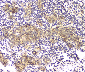 APRT Antibody